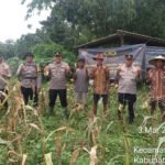 Panen jPolresta Tangerang panen jagung hibrida di Panongan melalui program 1 Desa 2 Hektare guna memperkuat ketahanan pangan desa.agung hibrida di Ranca Kalapa, wujud sinergi Polri dan petani dalam memperkuat ketahanan pangan desa.