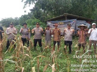 Polresta Tangerang Memperkuat Ketahanan Pangan Melalui Panen Jagung Hibrida